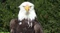 Bird of Prey - Bald Eagle torso front view sunny day Photo