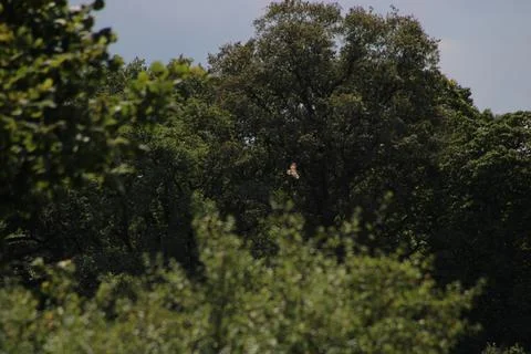 Bird of prey between trees Foto stock
