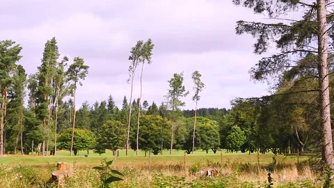 Bird of Prey Buzzard Unexpectedly Flies Across The Woodland Landscape Stock Footage 282450668