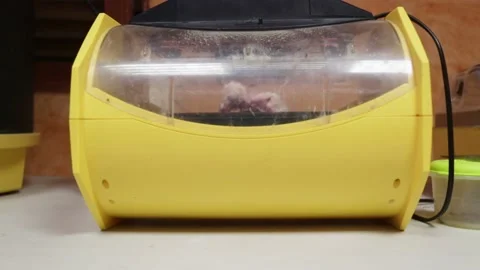 Bird of prey chicken inside an incubator Stock Footage 143464254