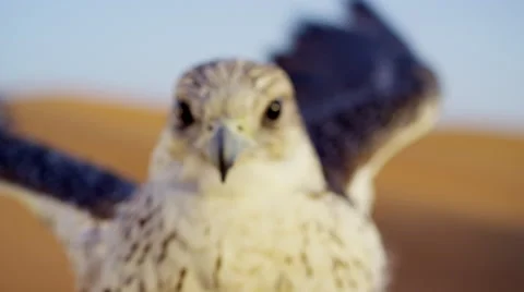 Bird of prey in close up in Dubai desert Stock Footage