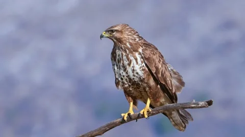 Bird of prey Common Buzzard perched on a branch and screaming. Video stock 233968065
