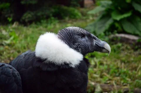 A bird of prey Condor Stock Photos