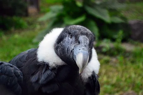 A bird of prey Condor Stock Photos