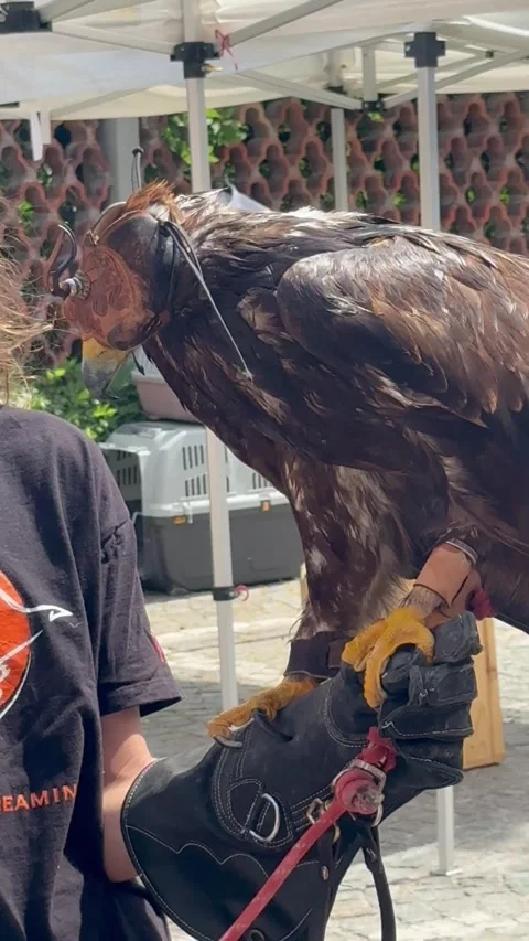 Bird of Prey Demonstration for Visitors. Stock Footage 337101021