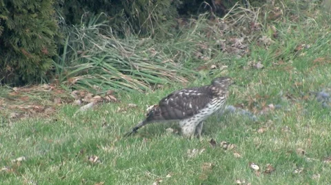 Bird of Prey Devours Catch Stock Footage 45603891