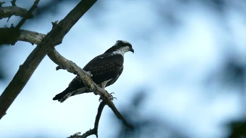 Bird of prey with distinctive marks on its face making neck moves to localise Stock Footage 105231596