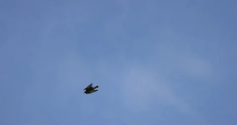 The bird of prey is diving down, 4K slomo Stock Footage 169446508