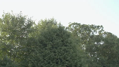 Bird of prey diving from the trees Stock Footage 237458547