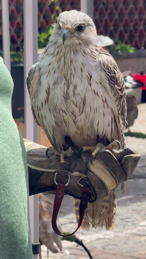 Bird of Prey During Wildlife Demonstration. Stock Footage 337100724