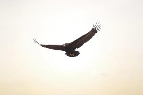 Bird of prey eagle flying in the sky with its big wings spread out Stockfoto's