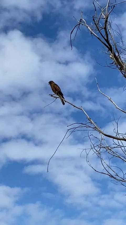 Bird of prey in Easter Island Video stock 342842119