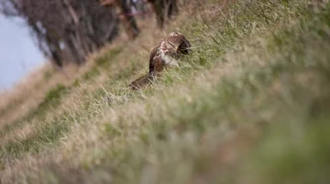 Bird of prey eating Stock Footage 21628825