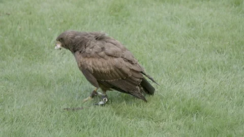 Bird of prey eating its prey Stock Footage 237458638