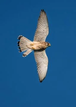 Bird of prey Eurasian kestrel hovering with spread wings in natural sky habitat Stock Photos