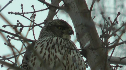 Bird of prey (falcon, hawk, goshawk) Stock Footage 50144484