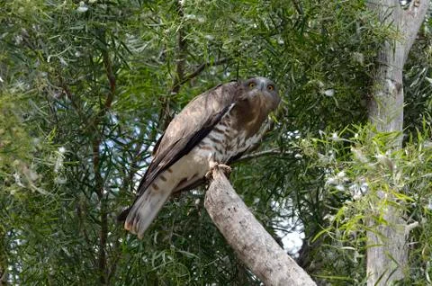 Bird of prey falcon Stock Photos