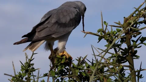 Bird of prey feeding on a mouse in Ndutu, Serengeti, Tanzania 库存影片 330424074
