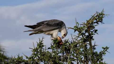 Bird of prey feeding on a mouse in Ndutu, Serengeti, Tanzania 库存影片 330424091