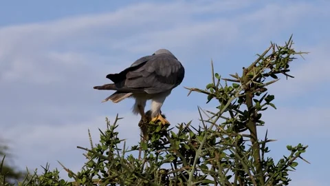 Bird of prey feeding on a mouse in Ndutu, Serengeti, Tanzania Stock-Footage 330424092