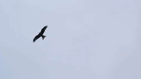 Bird of Prey flies against a winter sky Stock Footage