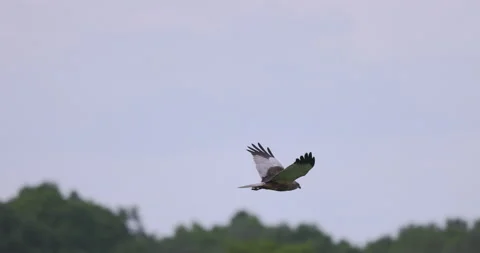 A bird of prey flies over the forest, 4K slomo Stock Footage 169482435