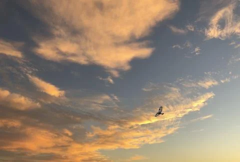 Bird of prey flies in the sky Stock Photos