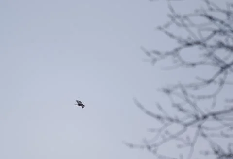 Bird of prey flies in the sky Stock Photos