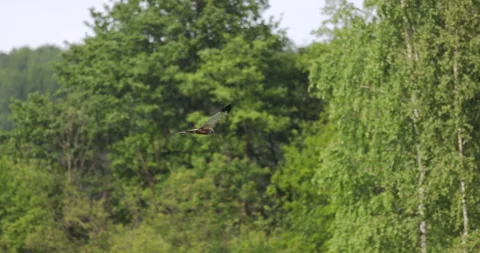 A bird of prey flies towards the forest, 4K slomo Stock Footage 169482412