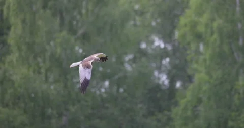 Bird of prey in flight, 4K slomo Stock Footage 169482266