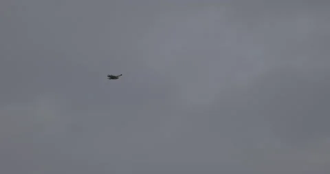 Bird of prey in flight, 4K slomo Stock Footage 237651869