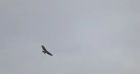 Bird of prey in flight, 4K slomo Stock Footage 237677026