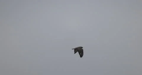 Bird of Prey in Flight, 4K slow motion Stock Footage 166563479