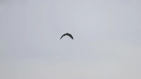 Bird of prey in flight, cloudy day, 4K slomo Stock Footage 237528190