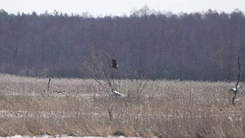 Bird of Prey in Flight, early spring, 4K slomo Stock Footage 172429244