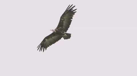 Bird of prey in flight 스톡 동영상 32935018