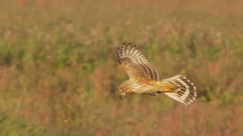 Bird of prey in flight in slow motion. Flying bird. Hen harrier, Circus cyaneus Stock Footage 162213723