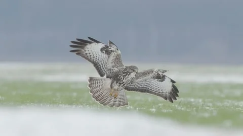 Bird of prey in flight in slow motion, common buzzard flying over winter field Stock Footage 225323169