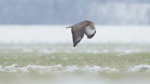 Bird of prey in flight in slow motion, birds flying Common Buzzard Stock Footage 231558951