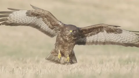 Bird of prey in flight in slow motion, birds flying Common Buzzard Stock Footage 232949929