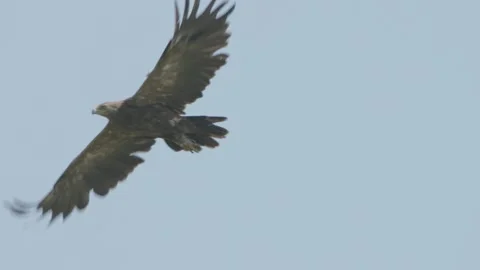 Bird of prey in flight in slow motion, lesser spotted eagle flying in sky Stock Footage 245561869