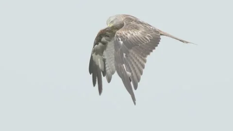 Bird of prey in flight in slow motion, red kite flying in sky 120fps Stock Footage 246736883