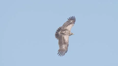 Bird of prey in flight in slow motion, lesser spotted eagle flying in sky Stock Footage 246816526