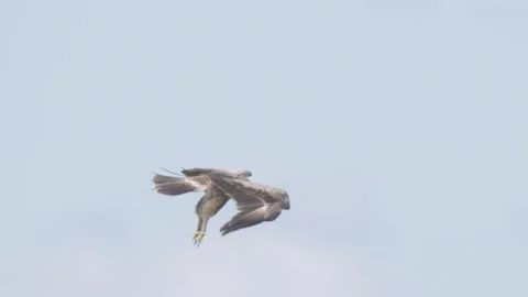 Bird of prey in flight in slow motion, lesser spotted eagle flying in sky Stock Footage 246816772