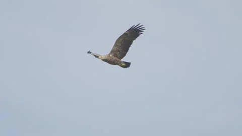 Bird of prey in flight in slow motion, lesser-spotted eagle flying in sky Stock Footage 276572015