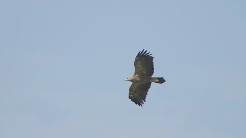 Bird of prey in flight in slow motion, lesser spotted eagle flying in sky Stock Footage 276572022