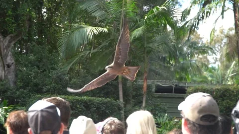 Bird of prey fly by in slow motion Stock Footage 92635369