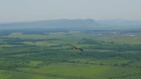 A bird of prey flying against the background of steppes, hills and a cloudy sky Stock Footage 196861667