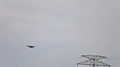 Bird of prey flying over an open field with a high voltage power pole in th.. Stock Footage 320636168