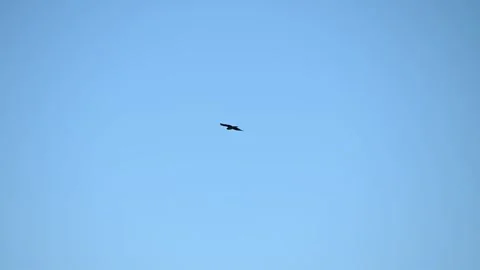 Bird of prey flying on the sky. Stock Footage 324812051